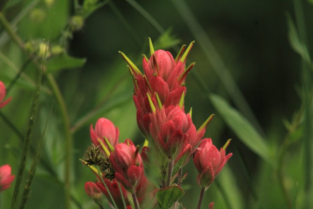 Indian Paintbrush wildflower